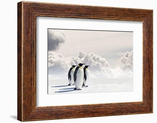 Emperor Penguins In Antarctica-Jan Martin Will-Framed Photographic Print