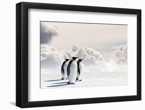 Emperor Penguins In Antarctica-Jan Martin Will-Framed Photographic Print