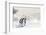 Emperor Penguins In Antarctica-Jan Martin Will-Framed Photographic Print