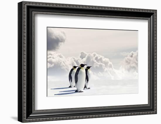 Emperor Penguins In Antarctica-Jan Martin Will-Framed Photographic Print