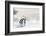 Emperor Penguins In Antarctica-Jan Martin Will-Framed Photographic Print