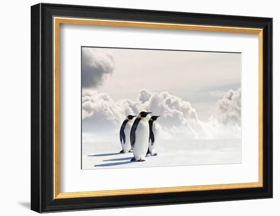 Emperor Penguins In Antarctica-Jan Martin Will-Framed Photographic Print