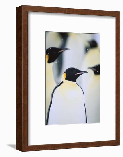 Emperor Penguins in the Snow-DLILLC-Framed Photographic Print
