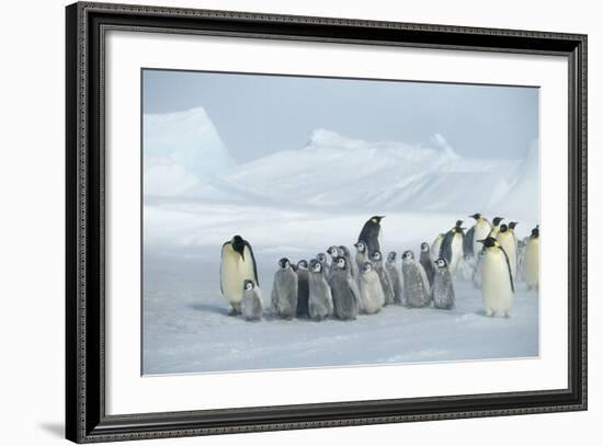 Emperor Penguins on Ice-DLILLC-Framed Photographic Print