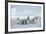 Emperor Penguins on Ice-DLILLC-Framed Photographic Print