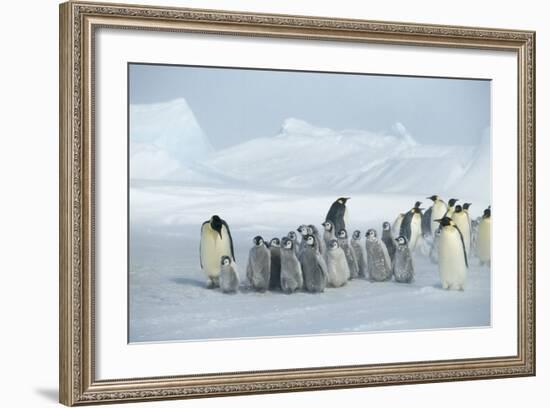 Emperor Penguins on Ice-DLILLC-Framed Photographic Print