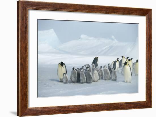 Emperor Penguins on Ice-DLILLC-Framed Photographic Print