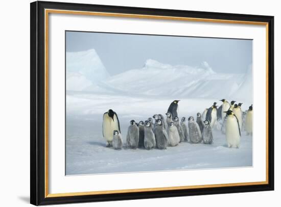 Emperor Penguins on Ice-DLILLC-Framed Photographic Print