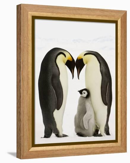 Emperor Penguins Protecting Chick-John Conrad-Framed Premier Image Canvas