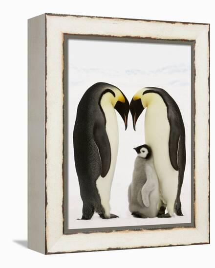 Emperor Penguins Protecting Chick-John Conrad-Framed Premier Image Canvas