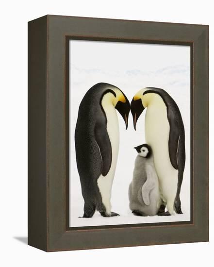 Emperor Penguins Protecting Chick-John Conrad-Framed Premier Image Canvas