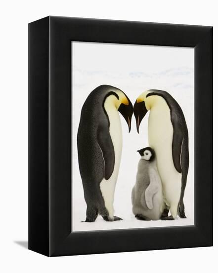 Emperor Penguins Protecting Chick-John Conrad-Framed Premier Image Canvas