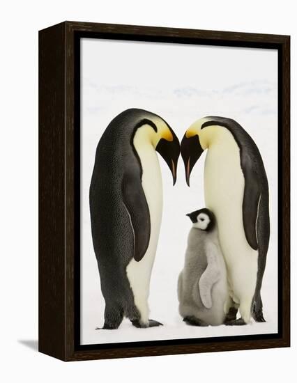 Emperor Penguins Protecting Chick-John Conrad-Framed Premier Image Canvas