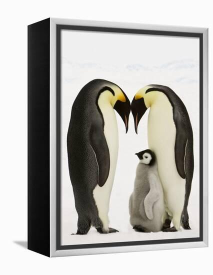 Emperor Penguins Protecting Chick-John Conrad-Framed Premier Image Canvas