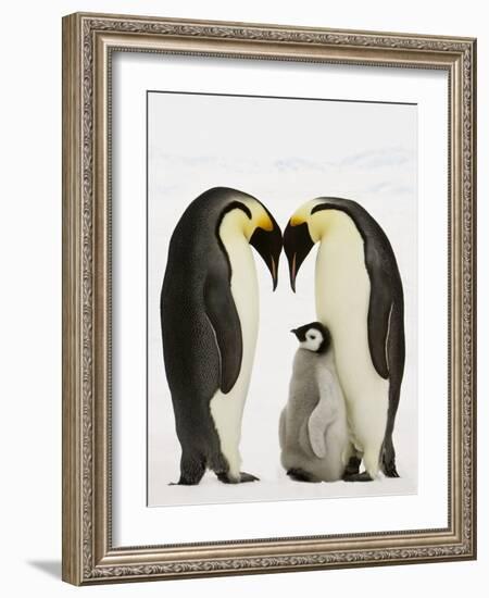 Emperor Penguins Protecting Chick-John Conrad-Framed Photographic Print