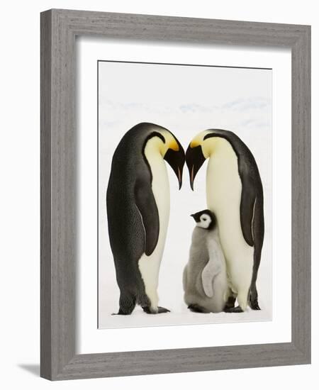 Emperor Penguins Protecting Chick-John Conrad-Framed Photographic Print