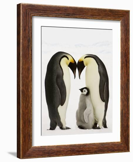 Emperor Penguins Protecting Chick-John Conrad-Framed Photographic Print