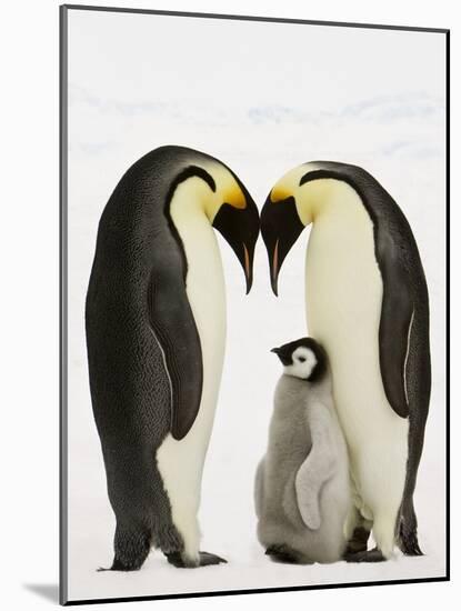 Emperor Penguins Protecting Chick-John Conrad-Mounted Photographic Print