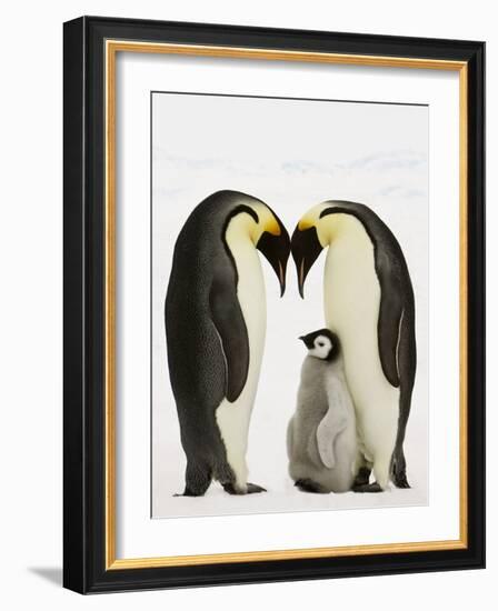 Emperor Penguins Protecting Chick-John Conrad-Framed Photographic Print