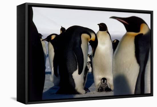 Emperor Penguins Sheltering Chicks-Doug Allan-Framed Premier Image Canvas