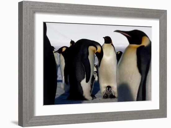 Emperor Penguins Sheltering Chicks-Doug Allan-Framed Photographic Print