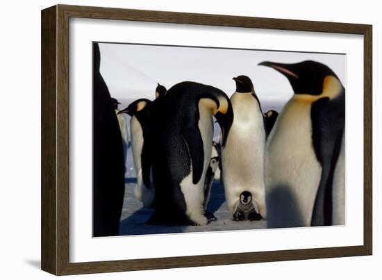 Emperor Penguins Sheltering Chicks-Doug Allan-Framed Photographic Print