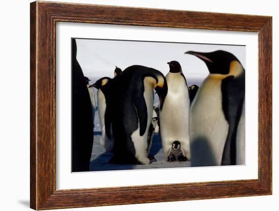 Emperor Penguins Sheltering Chicks-Doug Allan-Framed Photographic Print