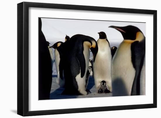 Emperor Penguins Sheltering Chicks-Doug Allan-Framed Photographic Print