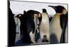 Emperor Penguins Sheltering Chicks-Doug Allan-Mounted Photographic Print