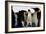 Emperor Penguins Sheltering Chicks-Doug Allan-Framed Photographic Print