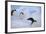 Emperor Penguins Sliding Downhill-DLILLC-Framed Photographic Print