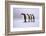 Emperor Penguins Walking In A Row, Antarctica-Pete Oxford-Framed Photographic Print