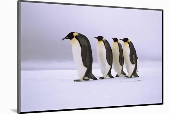 Emperor Penguins Walking In A Row, Antarctica-Pete Oxford-Mounted Photographic Print