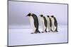 Emperor Penguins Walking In A Row, Antarctica-Pete Oxford-Mounted Photographic Print