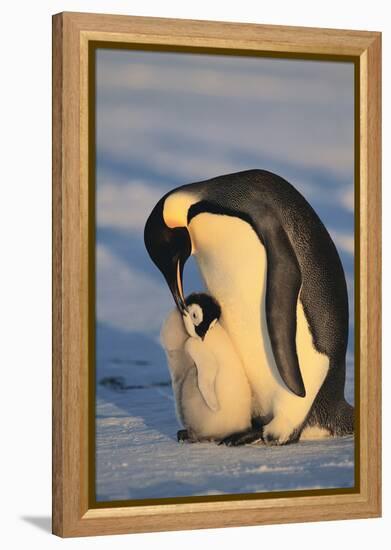 Emperor Penguins-DLILLC-Framed Premier Image Canvas