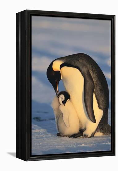 Emperor Penguins-DLILLC-Framed Premier Image Canvas