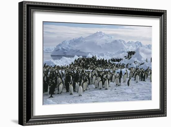 Emperor Penguins-Doug Allan-Framed Photographic Print