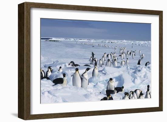 Emperor Penguins-Doug Allan-Framed Photographic Print