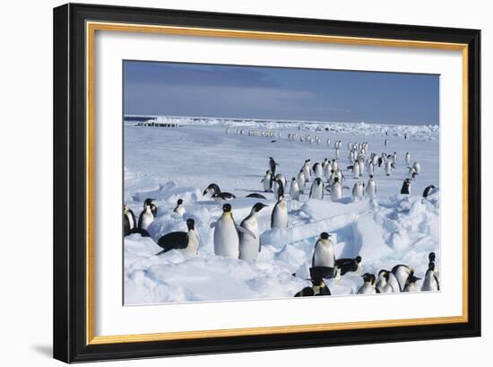 Emperor Penguins-Doug Allan-Framed Photographic Print