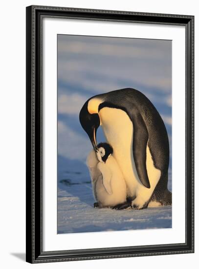 Emperor Penguins-DLILLC-Framed Photographic Print