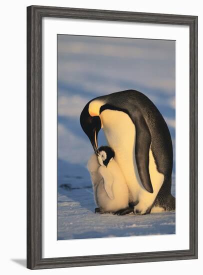 Emperor Penguins-DLILLC-Framed Photographic Print