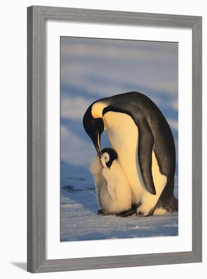 Emperor Penguins-DLILLC-Framed Photographic Print