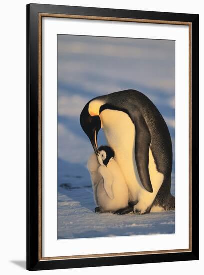 Emperor Penguins-DLILLC-Framed Photographic Print