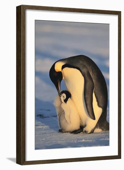 Emperor Penguins-DLILLC-Framed Photographic Print