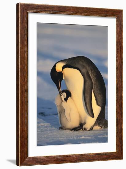 Emperor Penguins-DLILLC-Framed Photographic Print