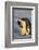 Emperor Penguins-DLILLC-Framed Photographic Print