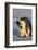 Emperor Penguins-DLILLC-Framed Photographic Print