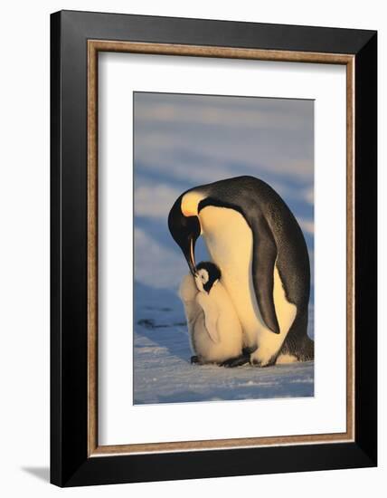 Emperor Penguins-DLILLC-Framed Photographic Print