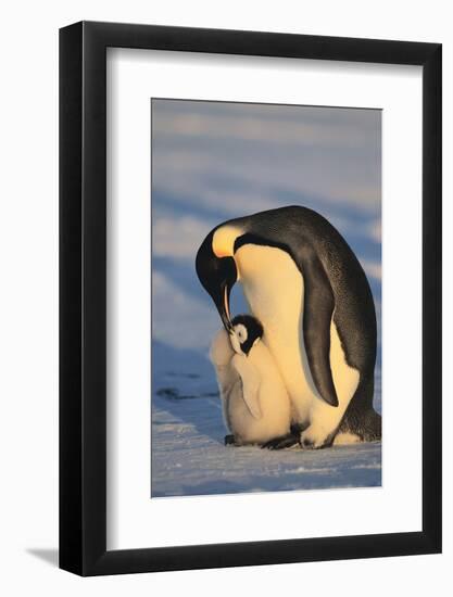 Emperor Penguins-DLILLC-Framed Photographic Print