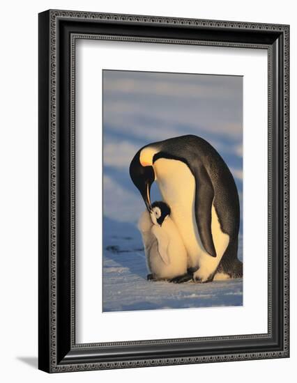 Emperor Penguins-DLILLC-Framed Photographic Print